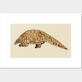 African Pangolin Posters and Art